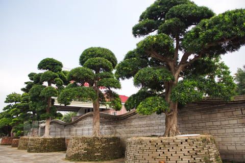 羅漢松的綠化養護 羅漢松的綠化養護