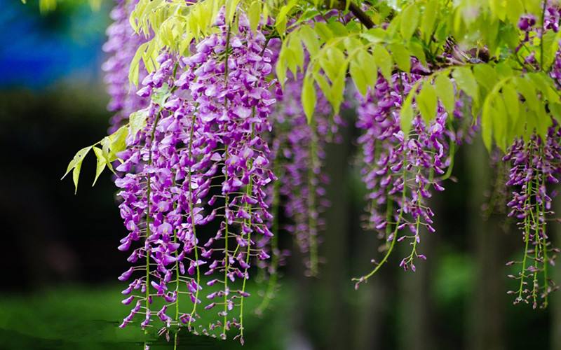 紫藤花的綠化養護 紫藤花的綠化養護