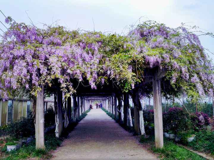 紫藤花的綠化養(yǎng)護(hù) 紫藤花的綠化養(yǎng)護(hù)
