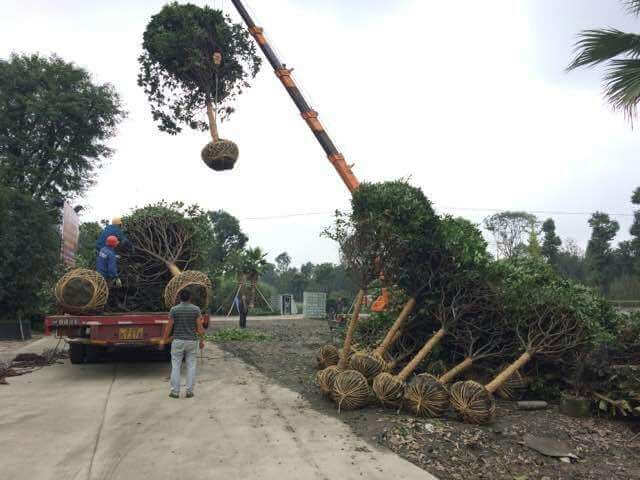 小區綠化養護栽植