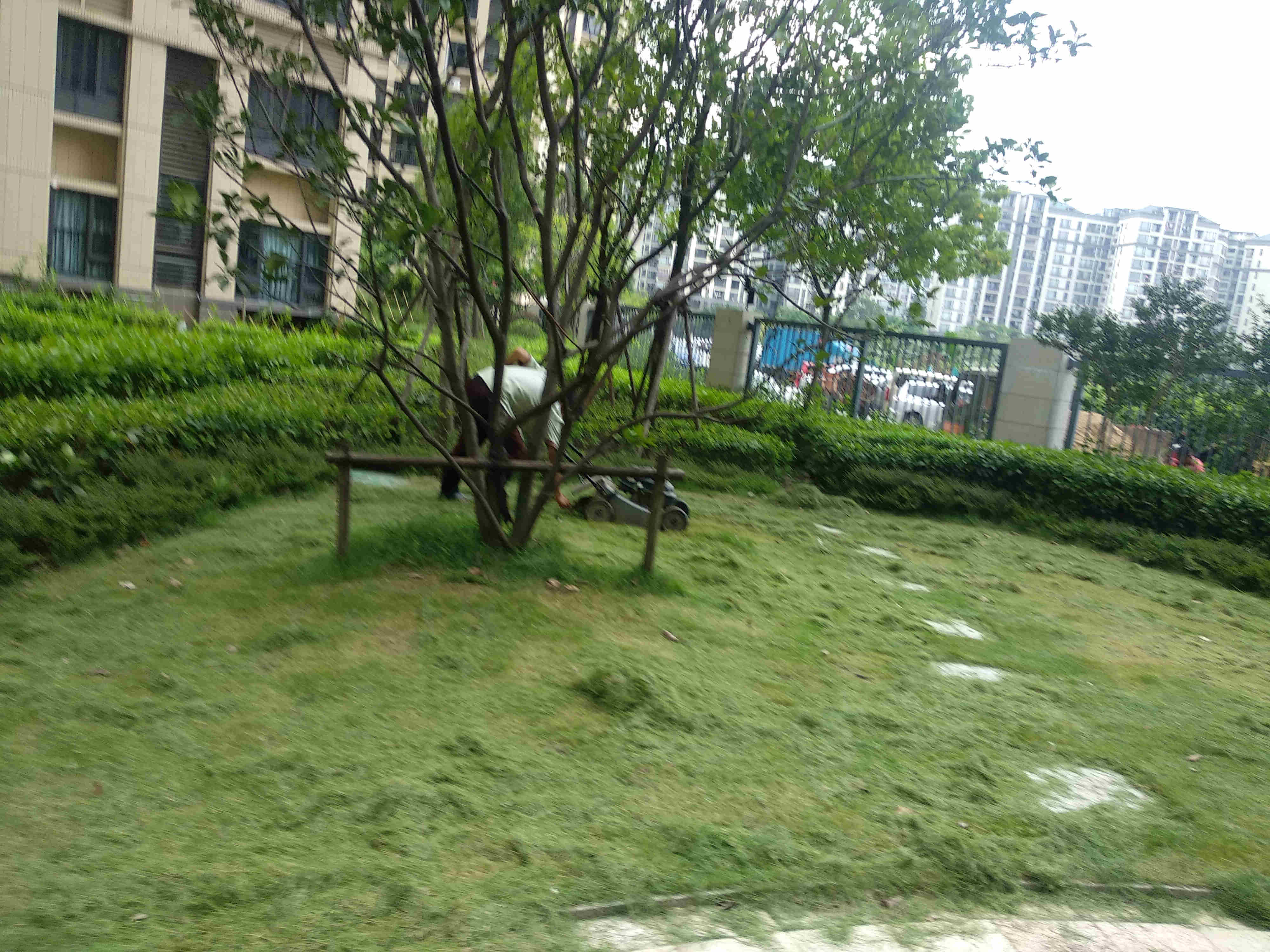 綠化養護