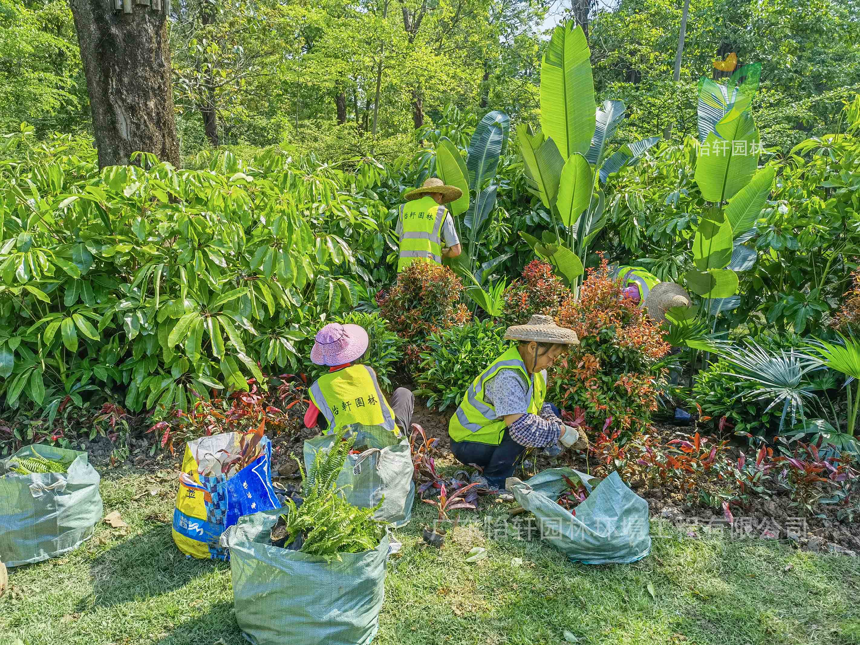 園林綠化公司,綠化工程,綠化設計 園林綠化公司,綠化工程,綠化設計