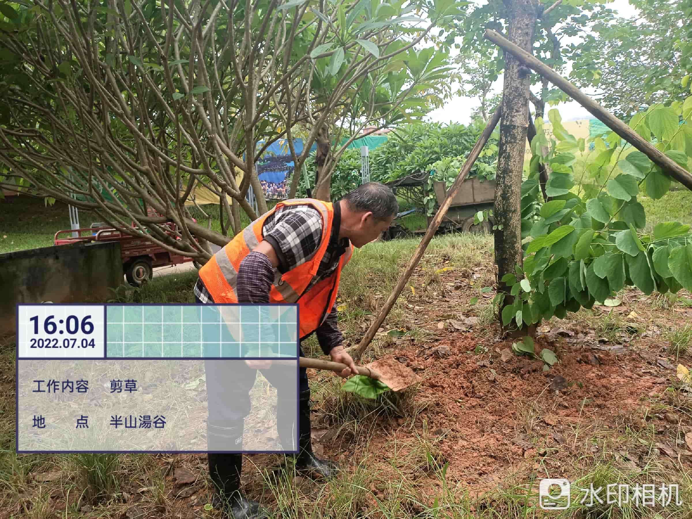 綠化養(yǎng)護,吊蘭 綠化養(yǎng)護,吊蘭
